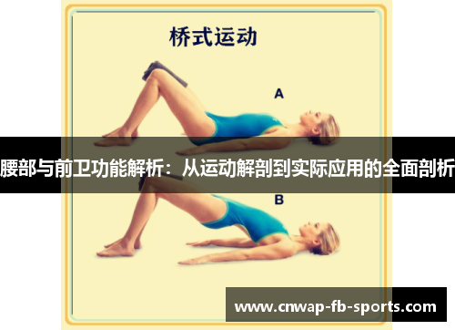 腰部与前卫功能解析：从运动解剖到实际应用的全面剖析